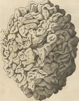 An illustration from Michaelis Mercati Samminiatensis Metallotheca: Opus Posthumum, Auctoritate, & Munificentiâ Clementis Undecimi Pontificis Maximi E' tenebris in lucem eductum; Opera autem, & studio Joannis Mariae Lancisii Archiatri Pontificii Illustratum. Cui Accessit Appendix Cum XIX. Recens Inventis Iconibus (1719)