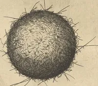 An illustration from Michaelis Mercati Samminiatensis Metallotheca: Opus Posthumum, Auctoritate, & Munificentiâ Clementis Undecimi Pontificis Maximi E' tenebris in lucem eductum; Opera autem, & studio Joannis Mariae Lancisii Archiatri Pontificii Illustratum. Cui Accessit Appendix Cum XIX. Recens Inventis Iconibus (1719)