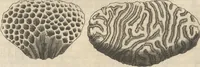 An illustration from Michaelis Mercati Samminiatensis Metallotheca: Opus Posthumum, Auctoritate, & Munificentiâ Clementis Undecimi Pontificis Maximi E' tenebris in lucem eductum; Opera autem, & studio Joannis Mariae Lancisii Archiatri Pontificii Illustratum. Cui Accessit Appendix Cum XIX. Recens Inventis Iconibus (1719)