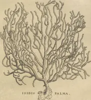 An illustration from Michaelis Mercati Samminiatensis Metallotheca: Opus Posthumum, Auctoritate, & Munificentiâ Clementis Undecimi Pontificis Maximi E' tenebris in lucem eductum; Opera autem, & studio Joannis Mariae Lancisii Archiatri Pontificii Illustratum. Cui Accessit Appendix Cum XIX. Recens Inventis Iconibus (1719)