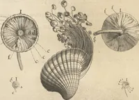 An illustration from Michaelis Mercati Samminiatensis Metallotheca: Opus Posthumum, Auctoritate, & Munificentiâ Clementis Undecimi Pontificis Maximi E' tenebris in lucem eductum; Opera autem, & studio Joannis Mariae Lancisii Archiatri Pontificii Illustratum. Cui Accessit Appendix Cum XIX. Recens Inventis Iconibus (1719)