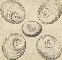 Picture 54 of 141 from Michaelis Mercati Samminiatensis Metallotheca: Opus Posthumum, Auctoritate, & Munificentiâ Clementis Undecimi Pontificis Maximi E' tenebris in lucem eductum; Opera autem, & studio Joannis Mariae Lancisii Archiatri Pontificii Illustratum. Cui Accessit Appendix Cum XIX. Recens Inventis Iconibus (1719), leaf 216