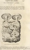 Picture 57 of 141 from Michaelis Mercati Samminiatensis Metallotheca: Opus Posthumum, Auctoritate, & Munificentiâ Clementis Undecimi Pontificis Maximi E' tenebris in lucem eductum; Opera autem, & studio Joannis Mariae Lancisii Archiatri Pontificii Illustratum. Cui Accessit Appendix Cum XIX. Recens Inventis Iconibus (1719), leaf 225