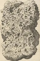 Picture 58 of 141 from Michaelis Mercati Samminiatensis Metallotheca: Opus Posthumum, Auctoritate, & Munificentiâ Clementis Undecimi Pontificis Maximi E' tenebris in lucem eductum; Opera autem, & studio Joannis Mariae Lancisii Archiatri Pontificii Illustratum. Cui Accessit Appendix Cum XIX. Recens Inventis Iconibus (1719), leaf 228