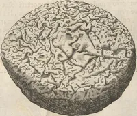 Picture 68 of 141 from Michaelis Mercati Samminiatensis Metallotheca: Opus Posthumum, Auctoritate, & Munificentiâ Clementis Undecimi Pontificis Maximi E' tenebris in lucem eductum; Opera autem, & studio Joannis Mariae Lancisii Archiatri Pontificii Illustratum. Cui Accessit Appendix Cum XIX. Recens Inventis Iconibus (1719), leaf 258