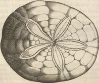 Picture 72 of 141 from Michaelis Mercati Samminiatensis Metallotheca: Opus Posthumum, Auctoritate, & Munificentiâ Clementis Undecimi Pontificis Maximi E' tenebris in lucem eductum; Opera autem, & studio Joannis Mariae Lancisii Archiatri Pontificii Illustratum. Cui Accessit Appendix Cum XIX. Recens Inventis Iconibus (1719), leaf 310