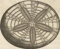Picture 73 of 141 from Michaelis Mercati Samminiatensis Metallotheca: Opus Posthumum, Auctoritate, & Munificentiâ Clementis Undecimi Pontificis Maximi E' tenebris in lucem eductum; Opera autem, & studio Joannis Mariae Lancisii Archiatri Pontificii Illustratum. Cui Accessit Appendix Cum XIX. Recens Inventis Iconibus (1719), leaf 310