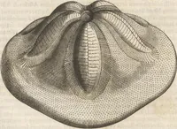 An illustration from Michaelis Mercati Samminiatensis Metallotheca: Opus Posthumum, Auctoritate, & Munificentiâ Clementis Undecimi Pontificis Maximi E' tenebris in lucem eductum; Opera autem, & studio Joannis Mariae Lancisii Archiatri Pontificii Illustratum. Cui Accessit Appendix Cum XIX. Recens Inventis Iconibus (1719)