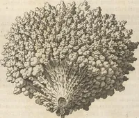 Picture 78 of 141 from Michaelis Mercati Samminiatensis Metallotheca: Opus Posthumum, Auctoritate, & Munificentiâ Clementis Undecimi Pontificis Maximi E' tenebris in lucem eductum; Opera autem, & studio Joannis Mariae Lancisii Archiatri Pontificii Illustratum. Cui Accessit Appendix Cum XIX. Recens Inventis Iconibus (1719), leaf 336