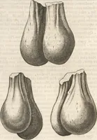 An illustration from Michaelis Mercati Samminiatensis Metallotheca: Opus Posthumum, Auctoritate, & Munificentiâ Clementis Undecimi Pontificis Maximi E' tenebris in lucem eductum; Opera autem, & studio Joannis Mariae Lancisii Archiatri Pontificii Illustratum. Cui Accessit Appendix Cum XIX. Recens Inventis Iconibus (1719)