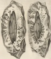 An illustration from Michaelis Mercati Samminiatensis Metallotheca: Opus Posthumum, Auctoritate, & Munificentiâ Clementis Undecimi Pontificis Maximi E' tenebris in lucem eductum; Opera autem, & studio Joannis Mariae Lancisii Archiatri Pontificii Illustratum. Cui Accessit Appendix Cum XIX. Recens Inventis Iconibus (1719)