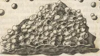 Picture 88 of 141 from Michaelis Mercati Samminiatensis Metallotheca: Opus Posthumum, Auctoritate, & Munificentiâ Clementis Undecimi Pontificis Maximi E' tenebris in lucem eductum; Opera autem, & studio Joannis Mariae Lancisii Archiatri Pontificii Illustratum. Cui Accessit Appendix Cum XIX. Recens Inventis Iconibus (1719), leaf 362