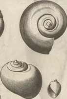 An illustration from Michaelis Mercati Samminiatensis Metallotheca: Opus Posthumum, Auctoritate, & Munificentiâ Clementis Undecimi Pontificis Maximi E' tenebris in lucem eductum; Opera autem, & studio Joannis Mariae Lancisii Archiatri Pontificii Illustratum. Cui Accessit Appendix Cum XIX. Recens Inventis Iconibus (1719)