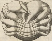 An illustration from Michaelis Mercati Samminiatensis Metallotheca: Opus Posthumum, Auctoritate, & Munificentiâ Clementis Undecimi Pontificis Maximi E' tenebris in lucem eductum; Opera autem, & studio Joannis Mariae Lancisii Archiatri Pontificii Illustratum. Cui Accessit Appendix Cum XIX. Recens Inventis Iconibus (1719)