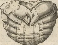Picture 100 of 141 from Michaelis Mercati Samminiatensis Metallotheca: Opus Posthumum, Auctoritate, & Munificentiâ Clementis Undecimi Pontificis Maximi E' tenebris in lucem eductum; Opera autem, & studio Joannis Mariae Lancisii Archiatri Pontificii Illustratum. Cui Accessit Appendix Cum XIX. Recens Inventis Iconibus (1719), leaf 384