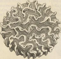 An illustration from Michaelis Mercati Samminiatensis Metallotheca: Opus Posthumum, Auctoritate, & Munificentiâ Clementis Undecimi Pontificis Maximi E' tenebris in lucem eductum; Opera autem, & studio Joannis Mariae Lancisii Archiatri Pontificii Illustratum. Cui Accessit Appendix Cum XIX. Recens Inventis Iconibus (1719)