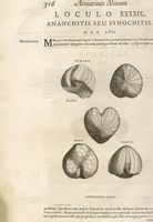 Picture 104 of 141 from Michaelis Mercati Samminiatensis Metallotheca: Opus Posthumum, Auctoritate, & Munificentiâ Clementis Undecimi Pontificis Maximi E' tenebris in lucem eductum; Opera autem, & studio Joannis Mariae Lancisii Archiatri Pontificii Illustratum. Cui Accessit Appendix Cum XIX. Recens Inventis Iconibus (1719), leaf 394