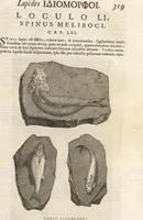 An illustration from Michaelis Mercati Samminiatensis Metallotheca: Opus Posthumum, Auctoritate, & Munificentiâ Clementis Undecimi Pontificis Maximi E' tenebris in lucem eductum; Opera autem, & studio Joannis Mariae Lancisii Archiatri Pontificii Illustratum. Cui Accessit Appendix Cum XIX. Recens Inventis Iconibus (1719)