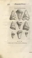 Picture 109 of 141 from Michaelis Mercati Samminiatensis Metallotheca: Opus Posthumum, Auctoritate, & Munificentiâ Clementis Undecimi Pontificis Maximi E' tenebris in lucem eductum; Opera autem, & studio Joannis Mariae Lancisii Archiatri Pontificii Illustratum. Cui Accessit Appendix Cum XIX. Recens Inventis Iconibus (1719), leaf 410
