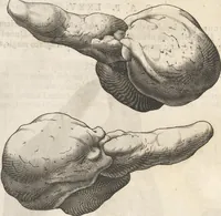 An illustration from Michaelis Mercati Samminiatensis Metallotheca: Opus Posthumum, Auctoritate, & Munificentiâ Clementis Undecimi Pontificis Maximi E' tenebris in lucem eductum; Opera autem, & studio Joannis Mariae Lancisii Archiatri Pontificii Illustratum. Cui Accessit Appendix Cum XIX. Recens Inventis Iconibus (1719)