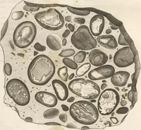 An illustration from Michaelis Mercati Samminiatensis Metallotheca: Opus Posthumum, Auctoritate, & Munificentiâ Clementis Undecimi Pontificis Maximi E' tenebris in lucem eductum; Opera autem, & studio Joannis Mariae Lancisii Archiatri Pontificii Illustratum. Cui Accessit Appendix Cum XIX. Recens Inventis Iconibus (1719)