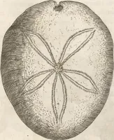 Picture 126 of 141 from Michaelis Mercati Samminiatensis Metallotheca: Opus Posthumum, Auctoritate, & Munificentiâ Clementis Undecimi Pontificis Maximi E' tenebris in lucem eductum; Opera autem, & studio Joannis Mariae Lancisii Archiatri Pontificii Illustratum. Cui Accessit Appendix Cum XIX. Recens Inventis Iconibus (1719), leaf 452