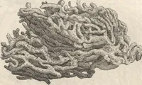 An illustration from Michaelis Mercati Samminiatensis Metallotheca: Opus Posthumum, Auctoritate, & Munificentiâ Clementis Undecimi Pontificis Maximi E' tenebris in lucem eductum; Opera autem, & studio Joannis Mariae Lancisii Archiatri Pontificii Illustratum. Cui Accessit Appendix Cum XIX. Recens Inventis Iconibus (1719)