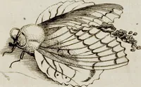 An illustration from (Band 1) (1679)