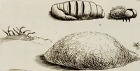 An illustration from (Band 1) (1679)