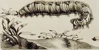 An illustration from (Band 1) (1679)