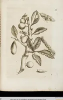 An illustration from (Band 1) (1679)