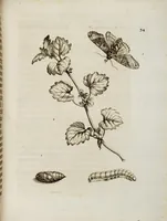 An illustration from (Band 1) (1679)