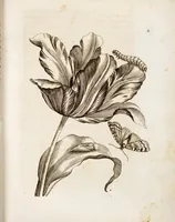 Picture 3 of 45 from (Band 1) (1679), leaf 11