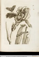 An illustration from (Band 1) (1679)