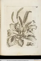 An illustration from (Band 1) (1679)