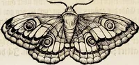 An illustration from (Band 1) (1679)