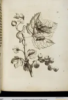 An illustration from (Band 1) (1679)
