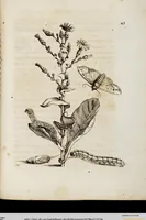 An illustration from (Band 1) (1679)