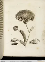 An illustration from (Band 1) (1679)