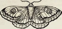 An illustration from (Band 1) (1679)