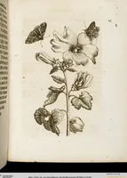 An illustration from (Band 1) (1679)