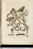 An illustration from (Band 1) (1679)