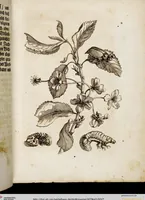 An illustration from (Band 1) (1679)