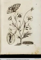 An illustration from (Band 1) (1679)