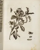 Picture 8 of 45 from (Band 1) (1679), leaf 26