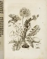 An illustration from (Band 1) (1679)