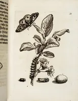 An illustration from (Band 1) (1679)