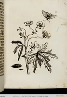 An illustration from (Band 1) (1679)
