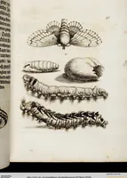 An illustration from (Band 1) (1679)