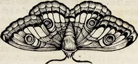 An illustration from (Band 1) (1679)